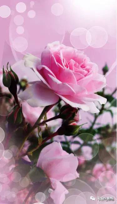 自己只管努力其他一切顺其自然,你只管做自己一切都是最好的安排