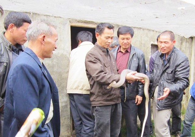 广西养蛇者被毒蛇咬死,广西养蛇第一人