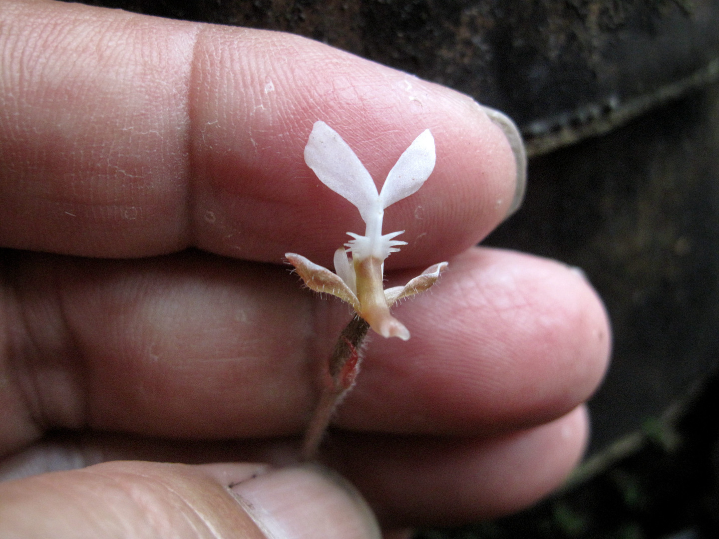 海曙龙观乡深山中首次发现珍稀兰科植物——浙江金线兰