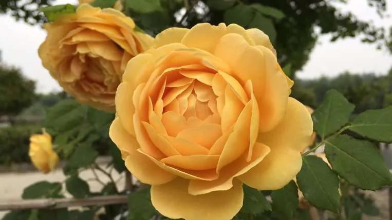 月季品种醉花,月季品种大全及图片欣赏