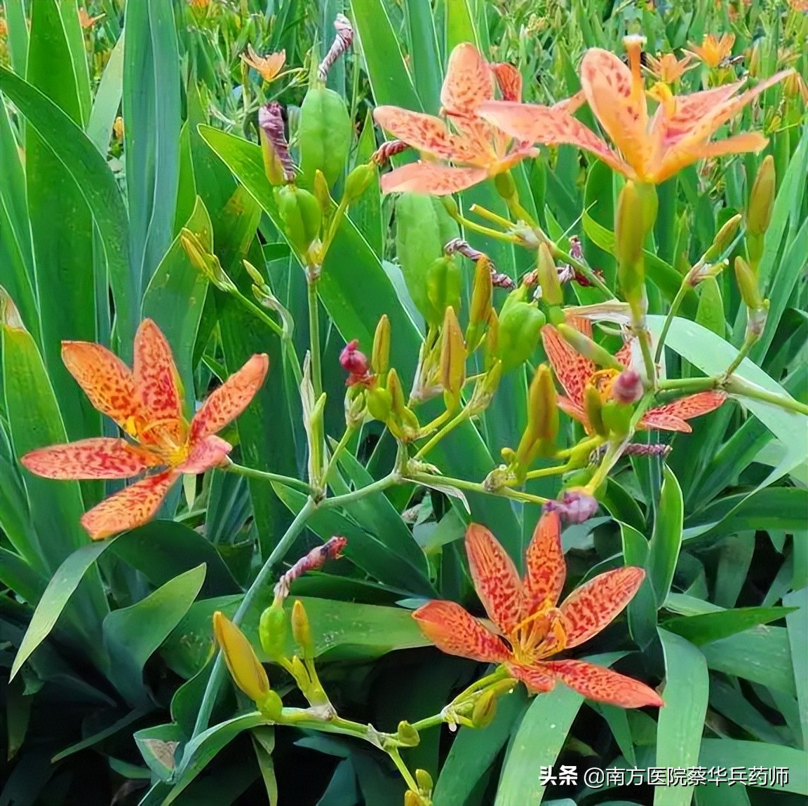 止咳化痰的一种花,止咳化痰的黄色花