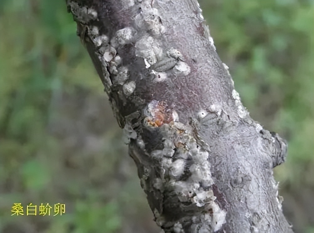 樱桃病虫害防治及管理专家,樱桃病虫害周年管理技术讲解