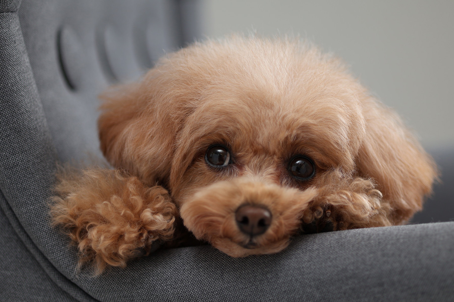 2023佳能r10还能原价买吗,r10佳能上新价