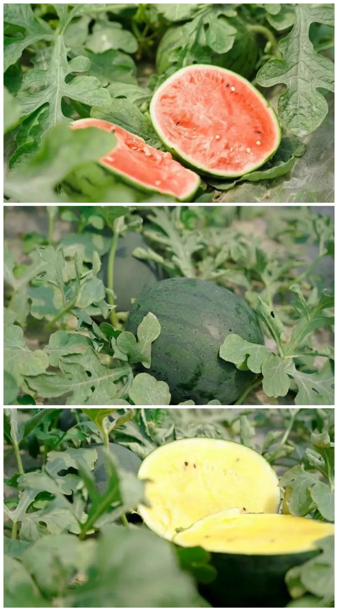 “min”甜爆汁！西瓜、蓝莓、桃子......彭州今夏水果新鲜开摘喽