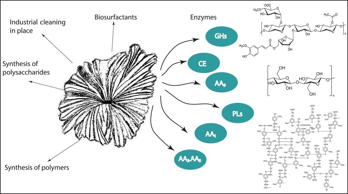 子囊菌门真菌：生物表面活性剂的有益生产者