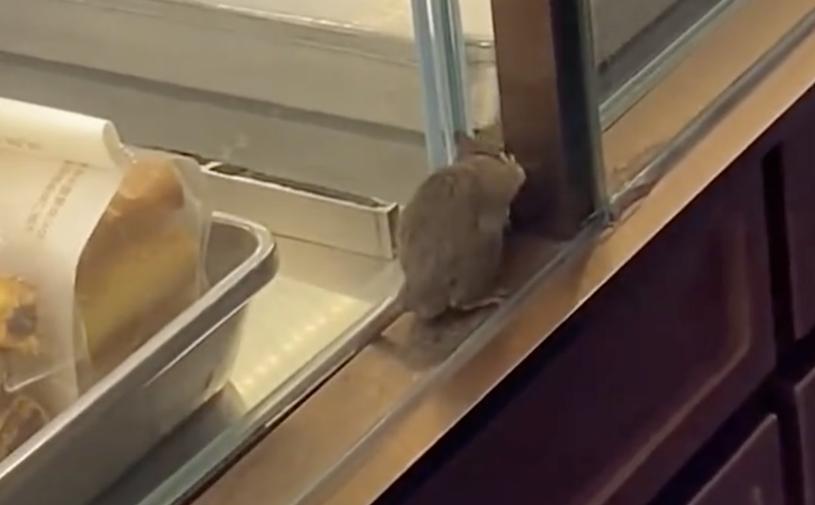 门店有老鼠,门店有老鼠怎么办