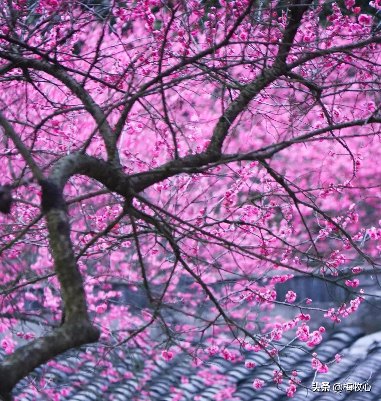 五言律诗咏梅五首,咏梅的最佳诗词七律