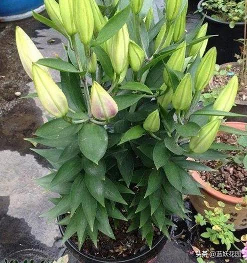 春季百合花开谢后怎么养护,冬天开败的百合花春天的养护方法