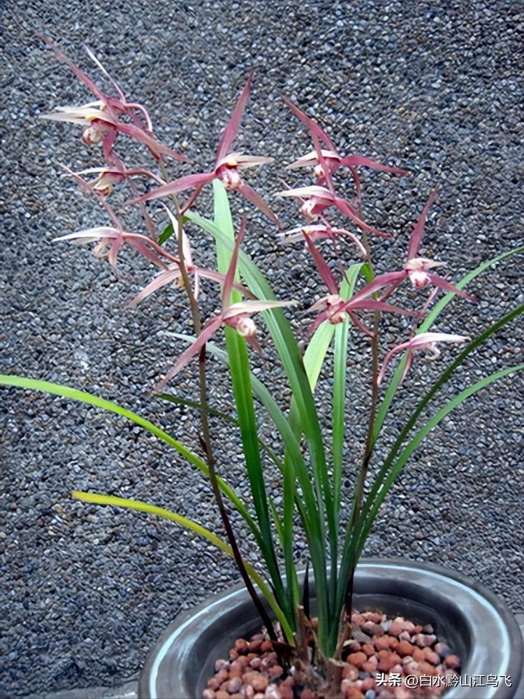 好看的兰花和养兰知识分享给你,各种兰花习性对照表