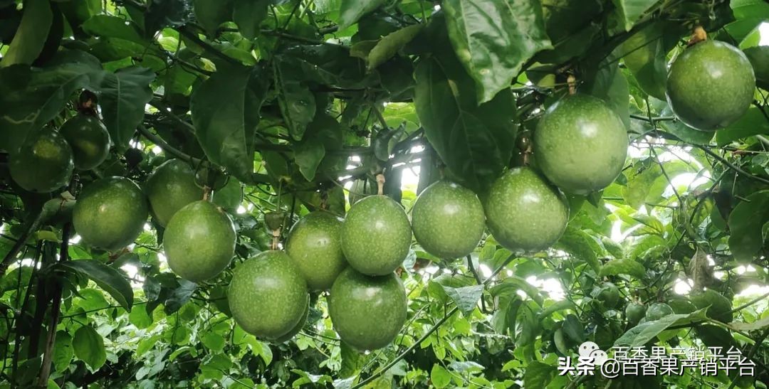 海南黄金百香果哪里有种植,海南黄金百香果现摘