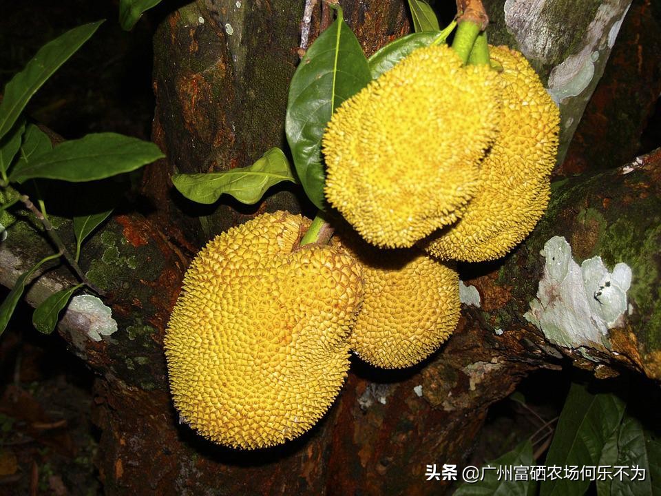 广州富硒农场:用嘴可亲到的菠萝蜜,别用头碰我