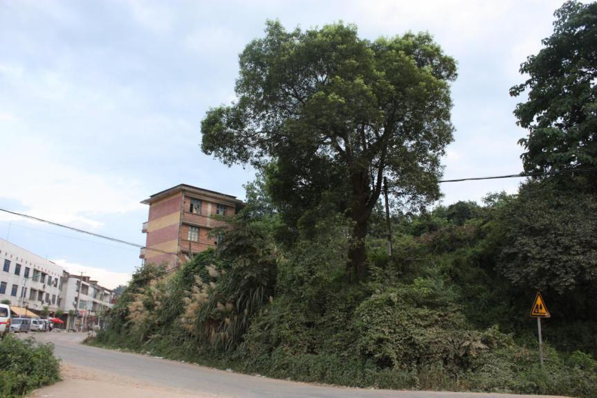 你所不知道的历史：1927年，毛*东泽**两次到衡山考察和指导工作