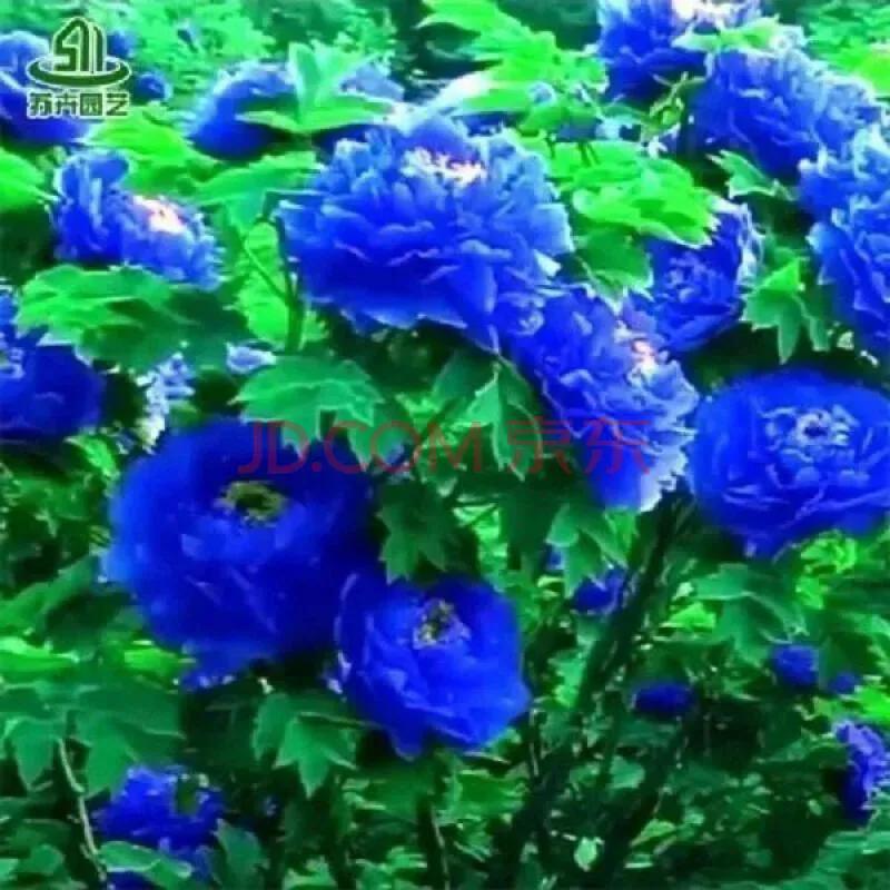 牡丹百花之王典故,为什么牡丹是百花之王