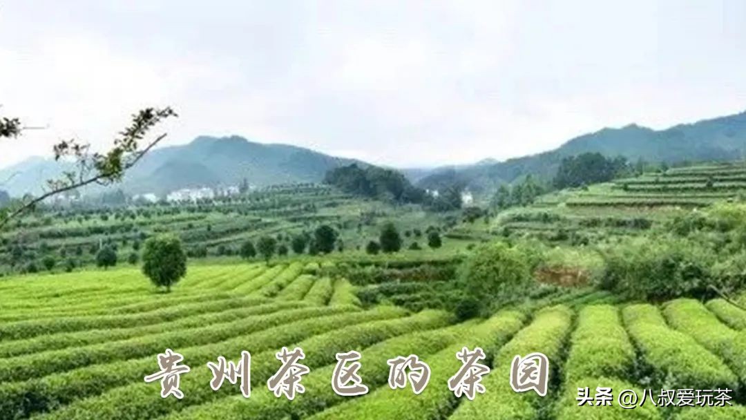 如何辨别正宗的西湖龙井,原来这才是正宗西湖龙井