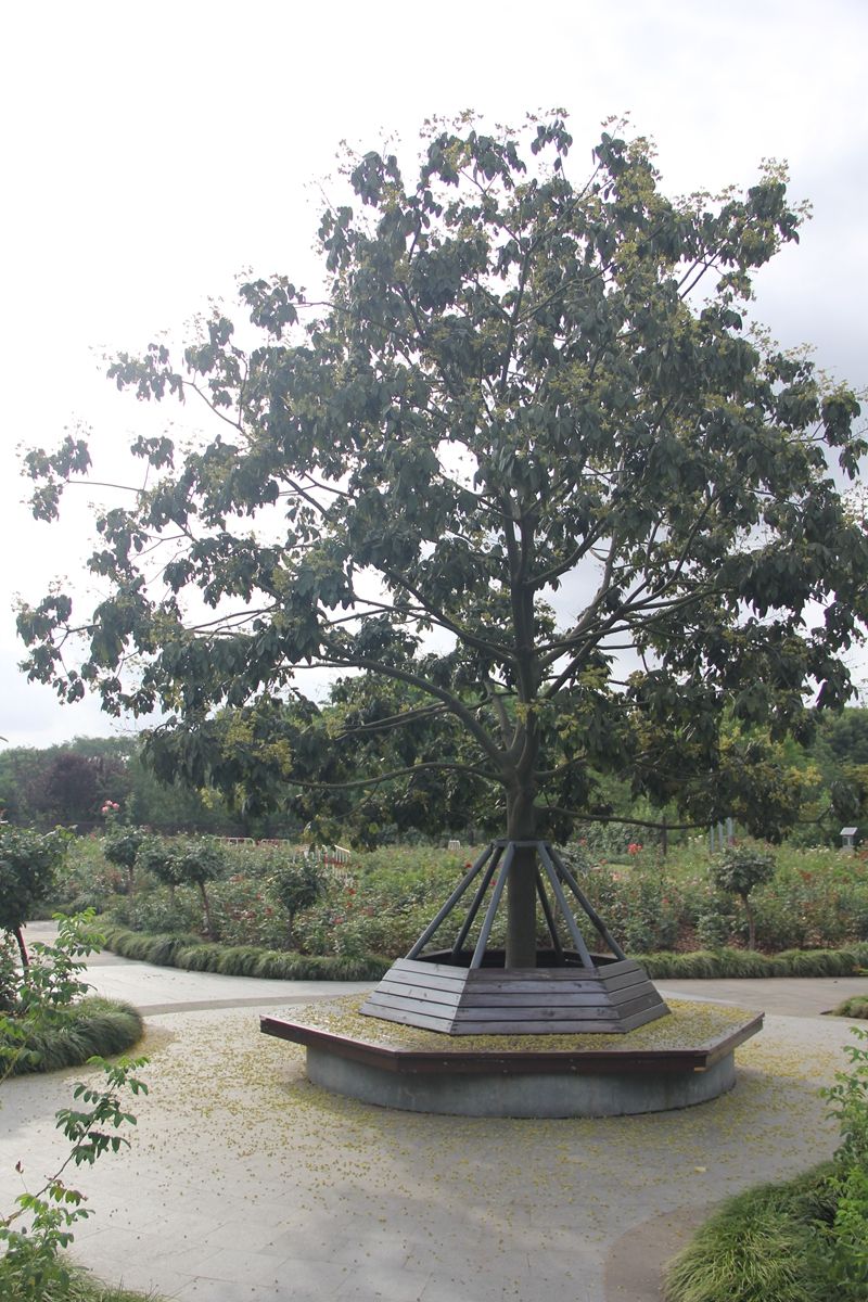 树卖多少钱一棵,什么树栽一棵值钱上十万元