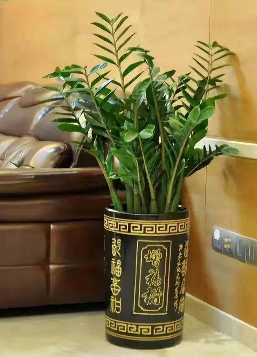 客厅大花盆栽树,100种家庭客厅盆栽树