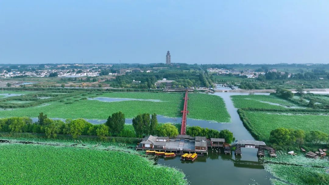 微山湖十万亩荷花竞相绽放,微山湖荷花美