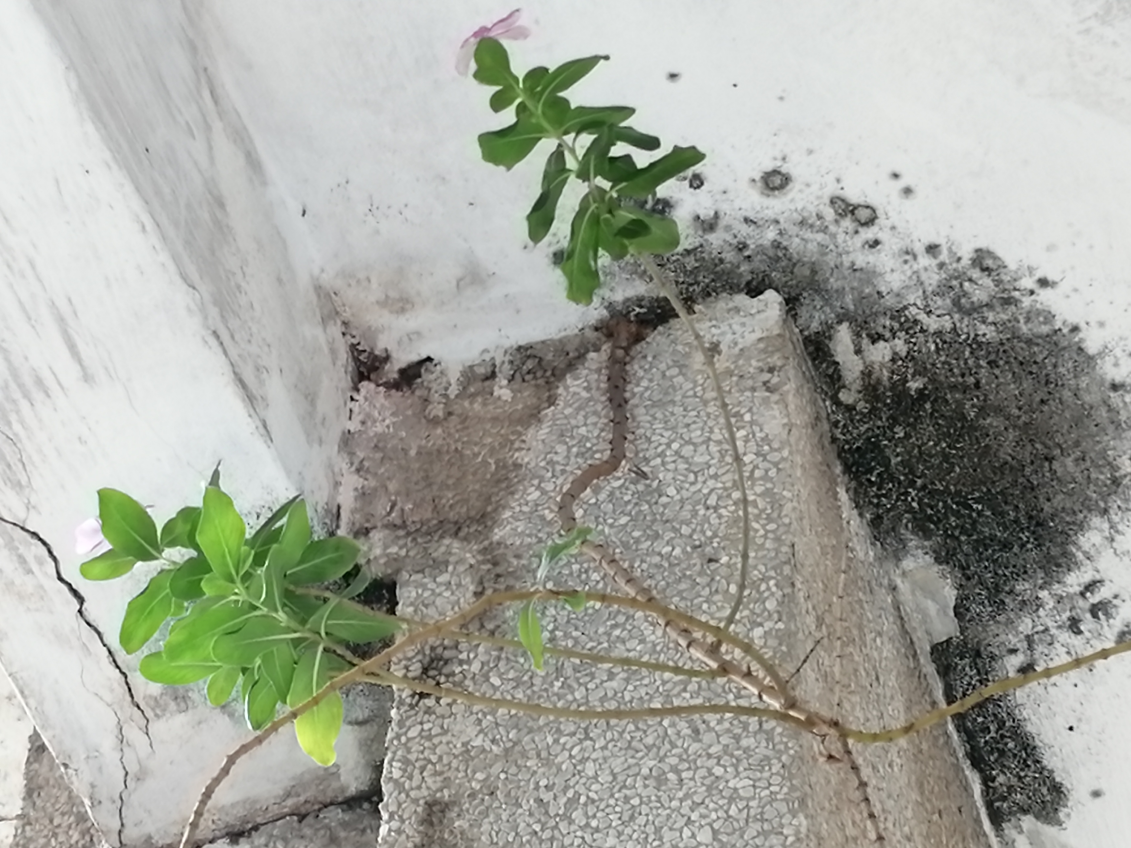 猪坚强能有多坚强,猪坚强我们凭什么不坚强