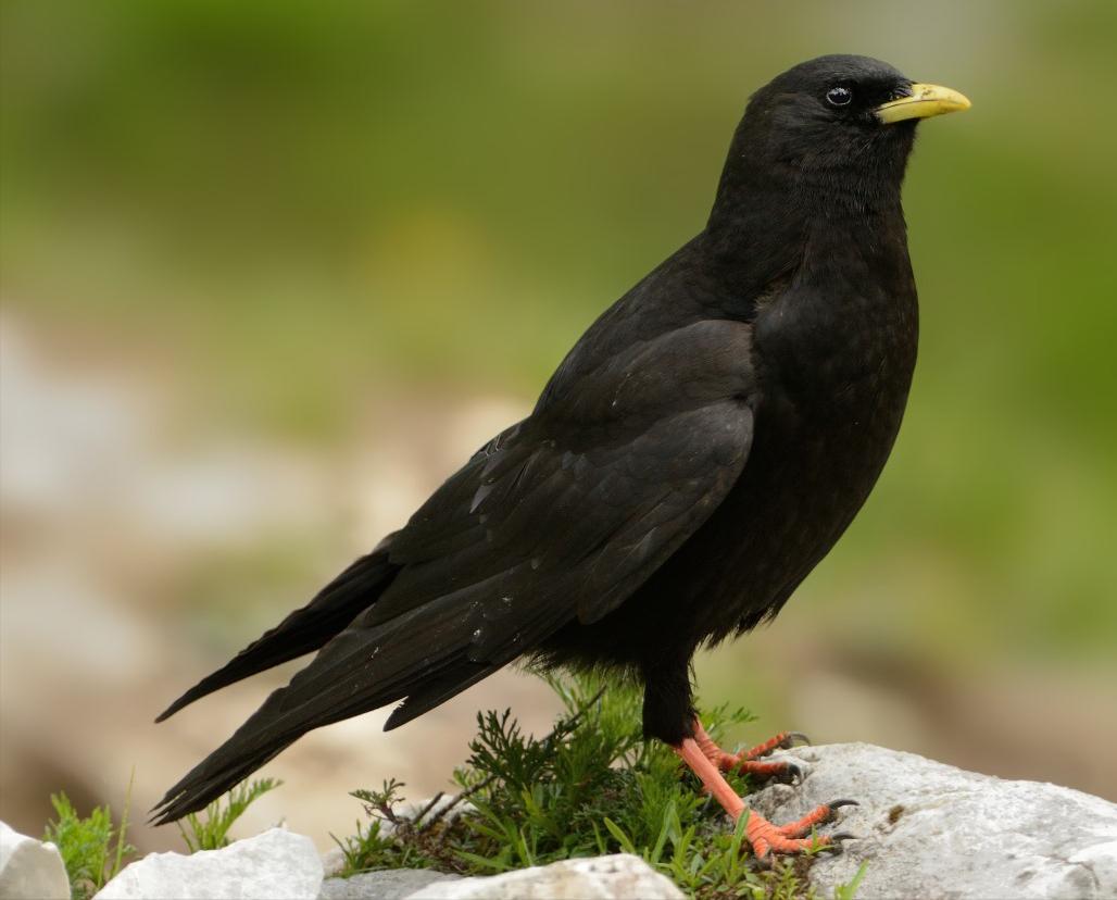 鸟儿大全高清图,高清珍稀鸟动态图片大全