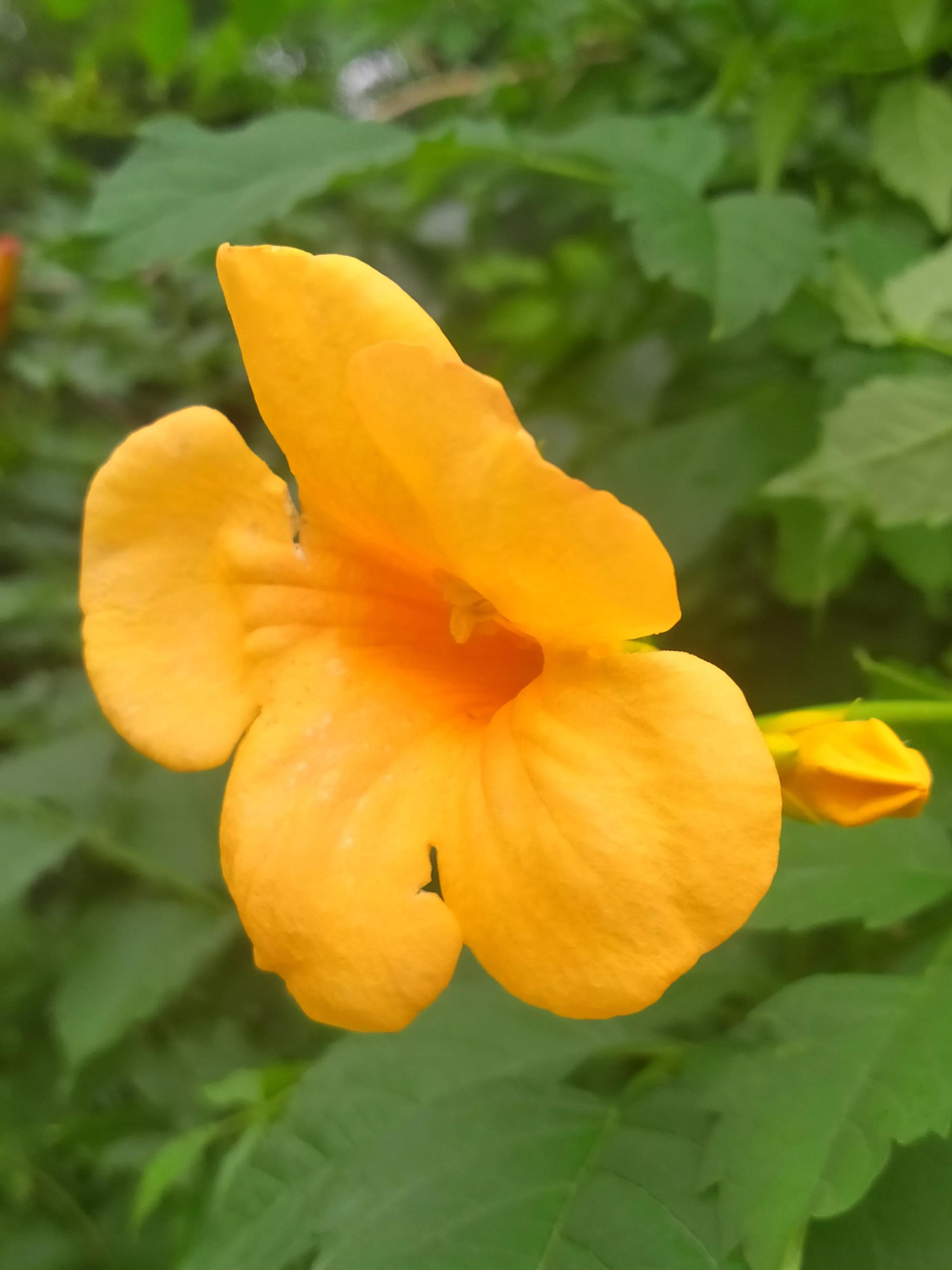 偏黄色的凌霄花好看,凌霄花娇艳绚丽