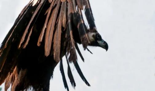 辽宁男子救助秃鹫,沈阳救助秃鹫