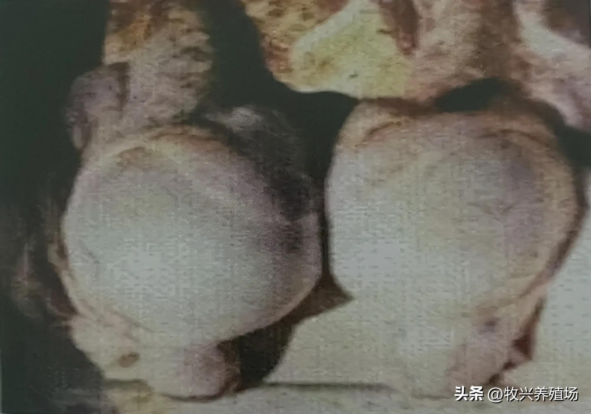 羊得这种传染病，孕羊不是流产就是死胎，养羊人十有八九会被传染