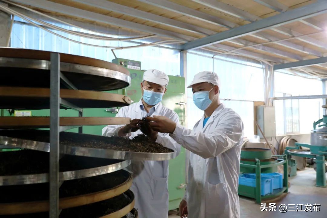 乡村振兴与脱贫攻坚衔接工作思路,茶产业助推脱贫攻坚座谈会