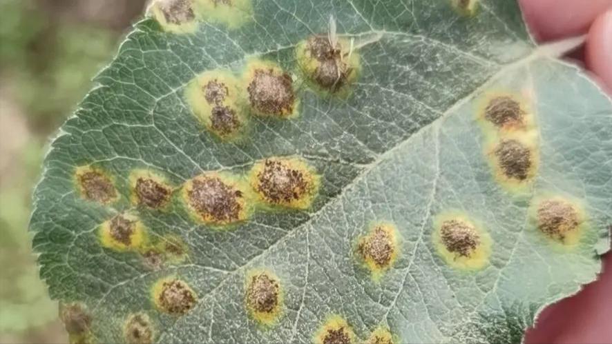 苹果树枝上长白毛怎么治疗,苹果叶子上长羊胡子怎么办