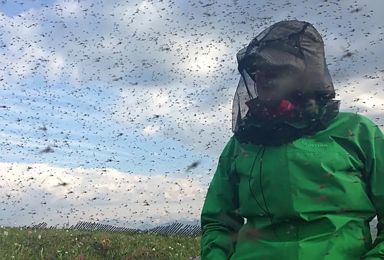 消灭蚊子有什么新方法,有什么方法可以彻底消灭蚊子