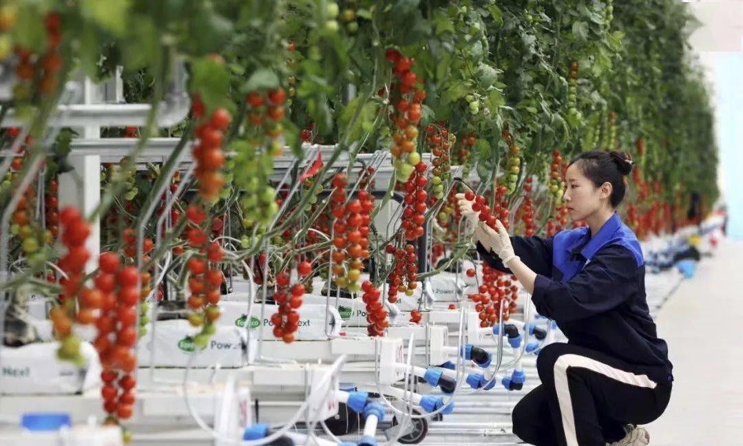 番茄枯萎病无公害防治,彻底消灭枯萎病特效药