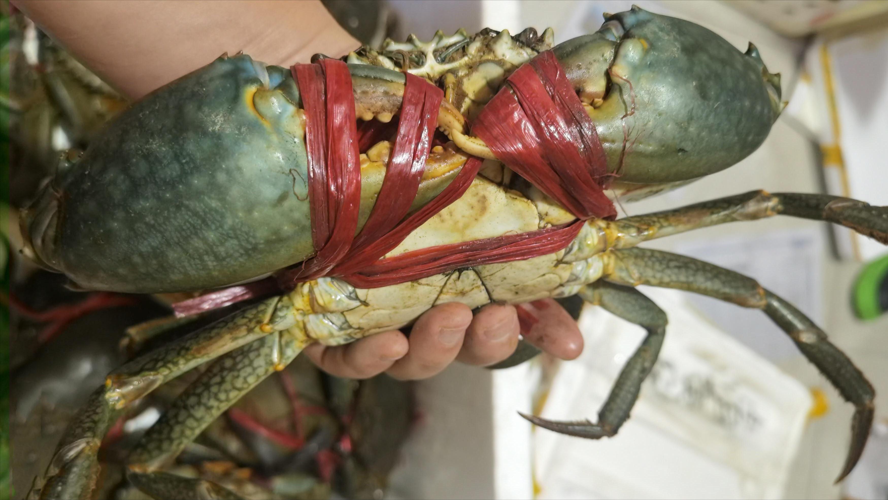 如何做好水产海鲜生意,海鲜店开店流程及费用