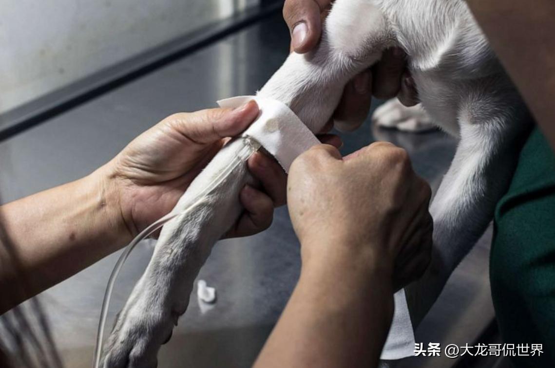 美国再现神秘病毒：若感染5天内就会死亡，已有数十只狗死亡