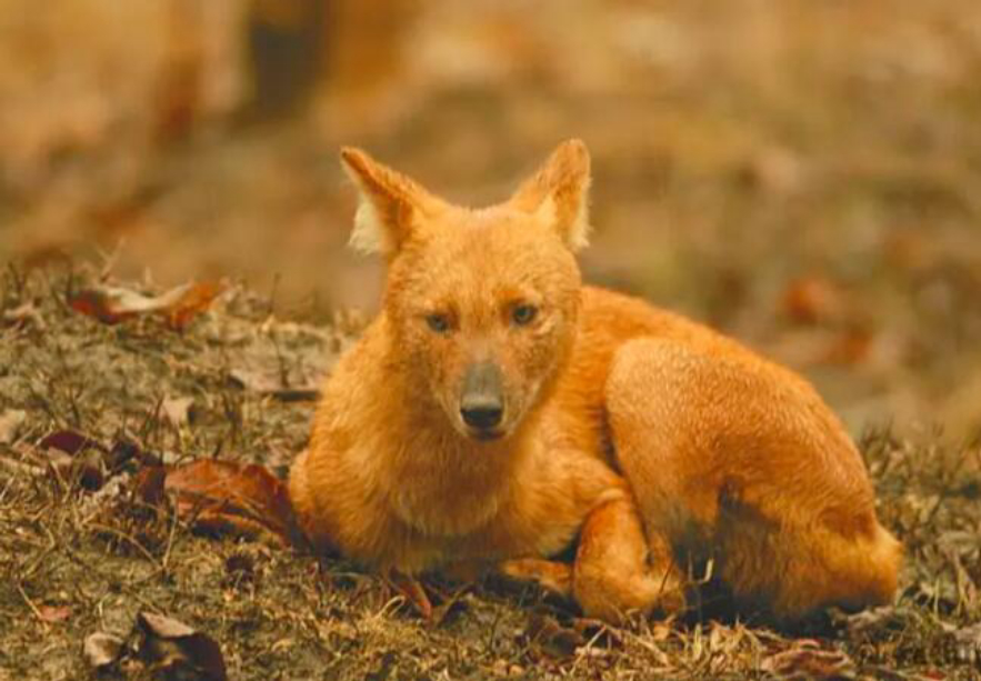 野猪的天敌都有哪些,野猪的天敌能打得过猎豹吗