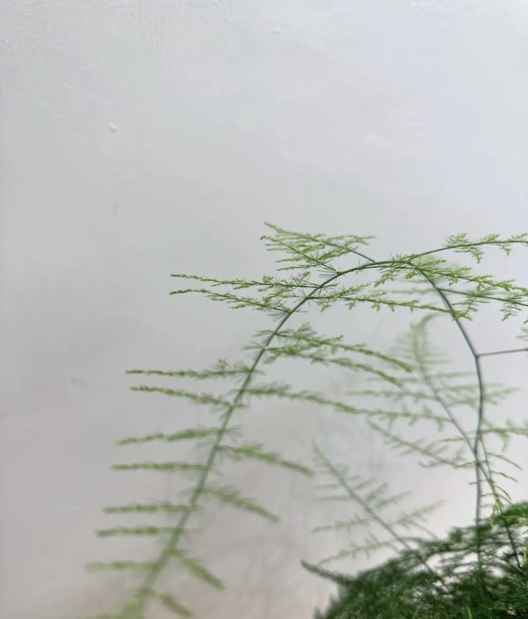 什么花好养又净化空气还漂亮,什么花好看好养抗冻还净化空气