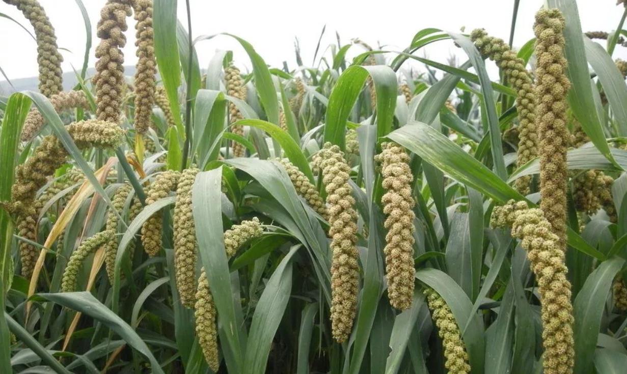 芒种基本功,芒种要知道的养生知识是什么