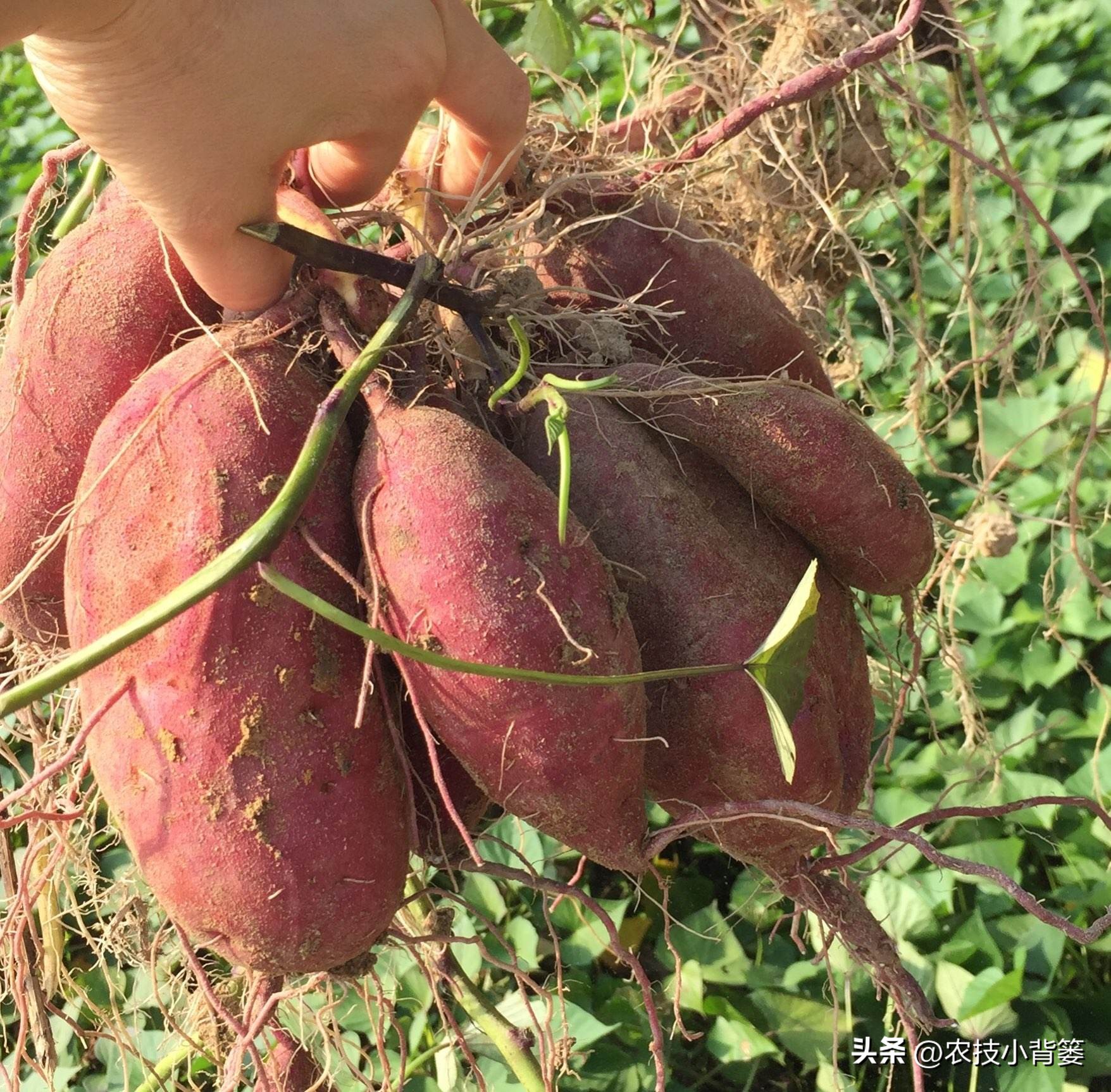 种地瓜如何日常管理高产,怎么种瓜种才高产呢