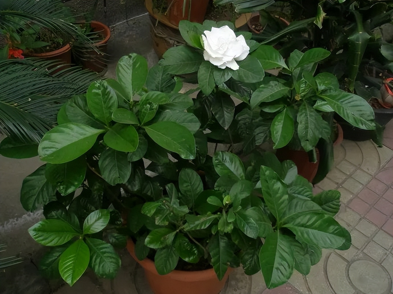 吸甲醛超强的十五种植物,新房如何种植去甲醛植物