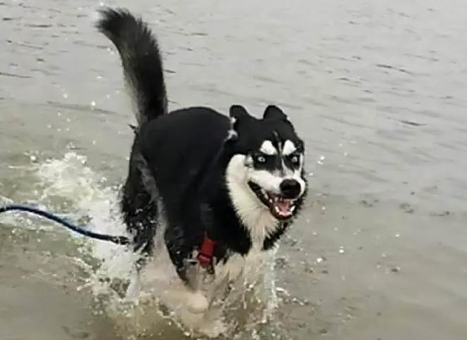 哈士奇饲养优点,哈士奇150缺点和优点