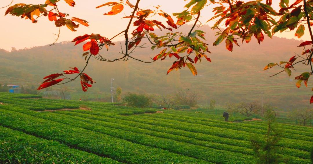 山东值得去的民宿,山东最适合去的民宿