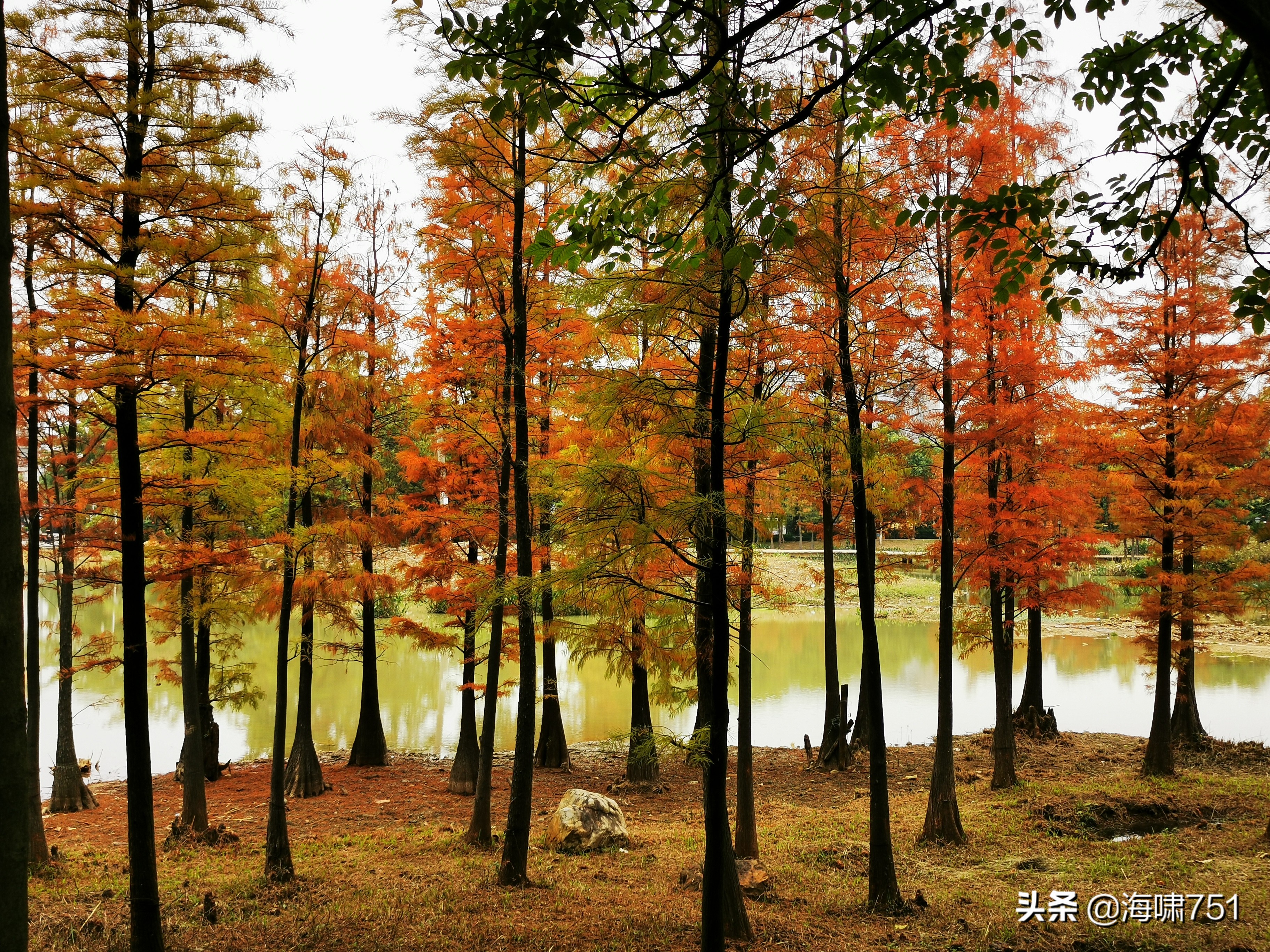 陈田花园全景图,陈田花园照片