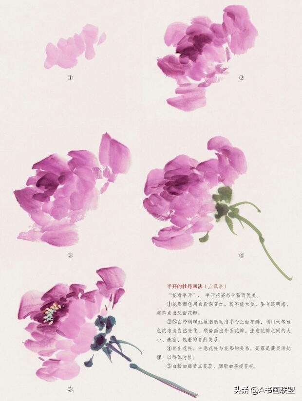 半开牡丹画法视频教程,半开的牡丹花绘画