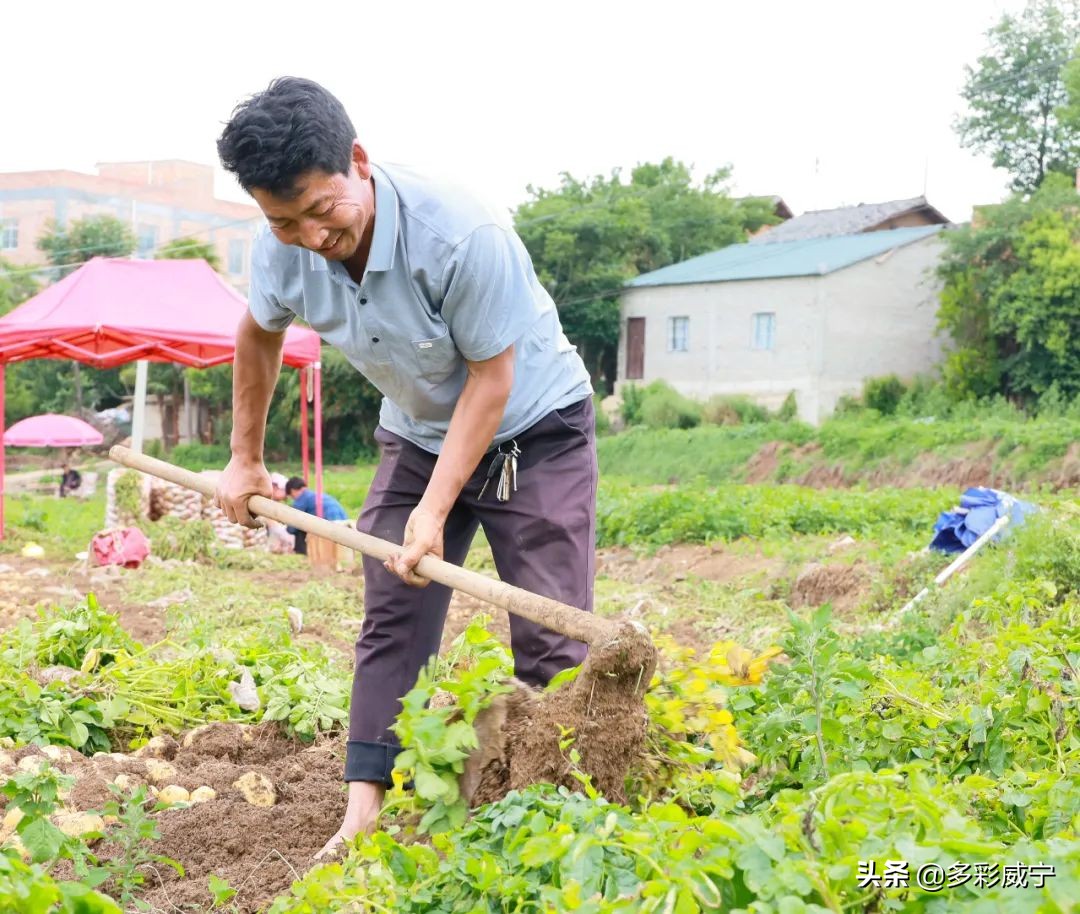 黑水镇万亩马铃薯迎来丰收季,建平镇5000亩马铃薯喜获丰收