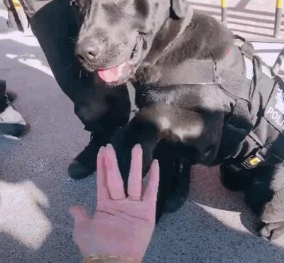 为什么太聪明的狗不适合当警犬,警犬的训犬员能自己挑选犬吗