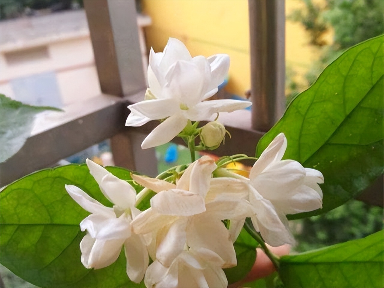 80多岁老爷子为初恋，种了满院的茉莉花，每次花开，都是一种浪漫