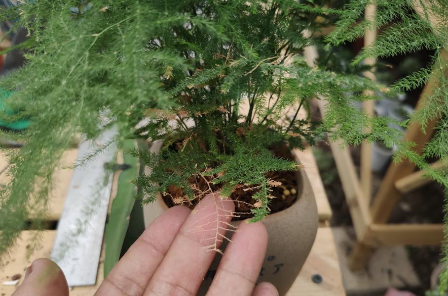 黄叶病如何阻止,黄叶烂根花怎么养最佳图文