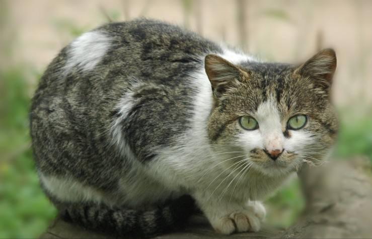 忽悠我养“简州猫”的人，你们把我给害苦了