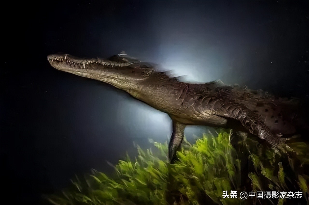 108张令人惊讶的历史与自然照片,有颠覆你认知的那张吗?