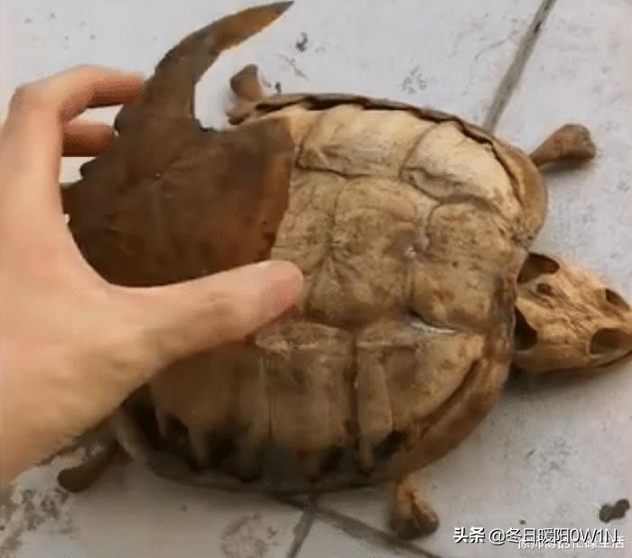 学生适合在宿舍里养的小宠物,在宿舍偷偷养的小宠物