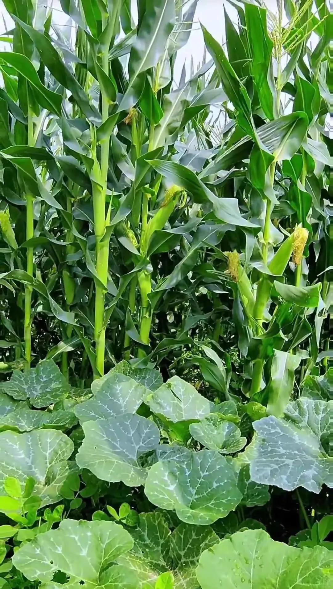 田园风光,田园风光的古诗