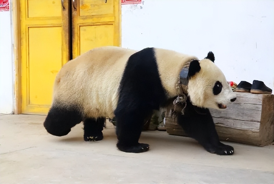 大熊猫高高成长,野生大熊猫高高学爬树